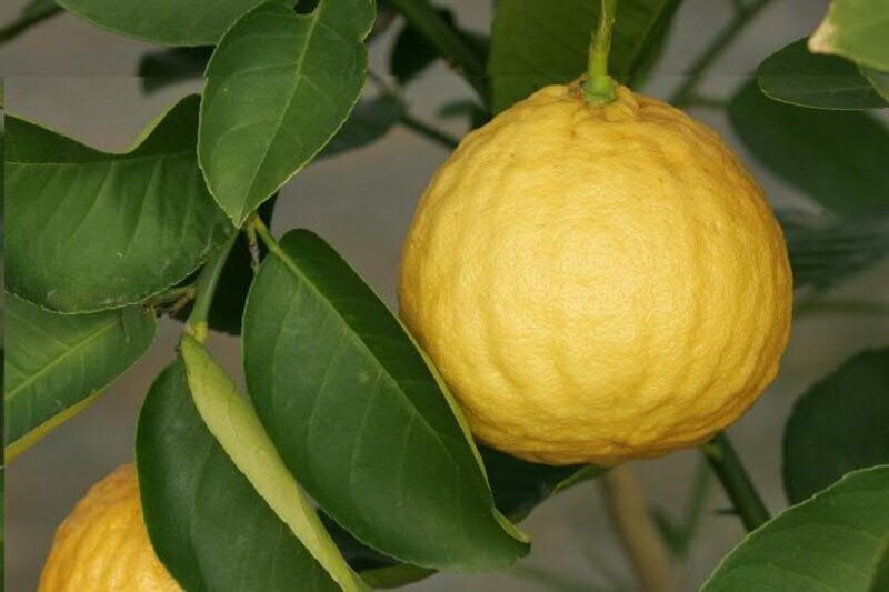 P for Ponderosa Lemon