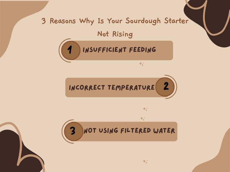 3 Reasons Why Is Your Sourdough Starter Not Rising