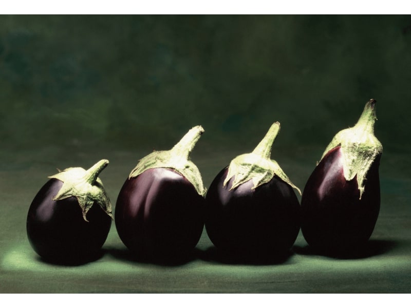 Eggplant 